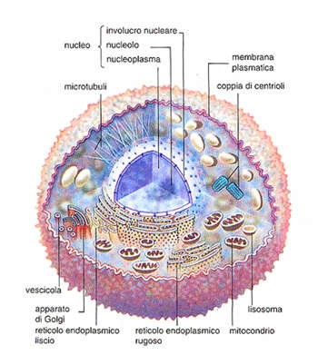 Osservazione di cellule animali